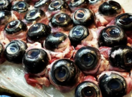 Potensi Limbah Mata Tuna